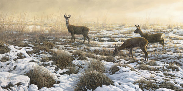 Roe Deer Picture - Two does and a roe buck in the snow